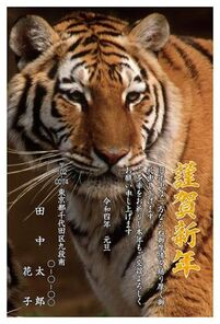 謹賀新年　虎の写真縦　A0000